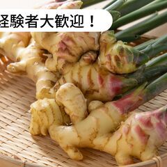 高知県幡多郡大月町で生姜の収穫作業等のお仕事！【単発/短期求人】