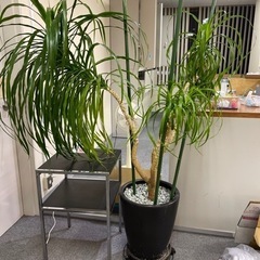 本日来ていただける方、観葉植物元気です！