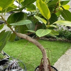 フィカスアルテシマ