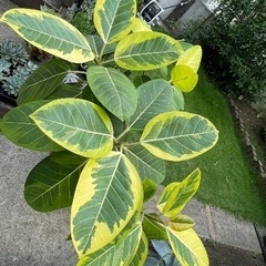 フィカスアルテシマ