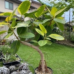 フィカスアルテシマ