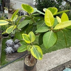 フィカスアルテシマ