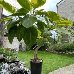 フィカスアルテシマ