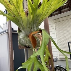 ビカクシダ　グランデ　大株　胞子葉展開