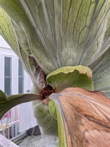 ビカクシダ グランデ 大株 胞子葉展開 - ガーデニング 