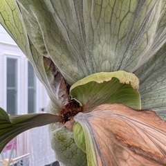 ビカクシダ　グランデ　大株　胞子葉展開