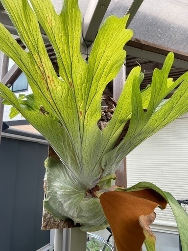 ビカクシダ グランデ 大株 胞子葉展開 - ガーデニング 