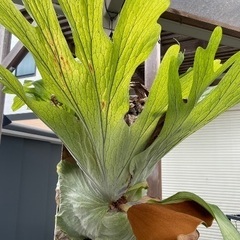 ビカクシダ　グランデ　大株　胞子葉展開