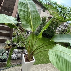 ストレチア オーガスタ 観葉植物 南国