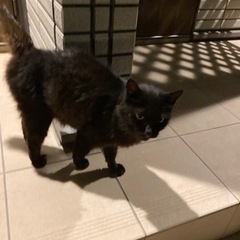 【至急】人が大好きな野良猫ちゃん、保護してくださる方いらっしゃい...