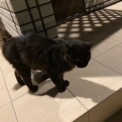 【至急】人が大好きな野良猫ちゃん、保護してくださる方いらっしゃいませんか❓ - 静岡市