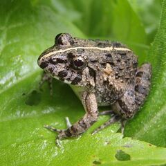 【奈良・滋賀県】カエルを採取していただき、送っていただくお仕事です🐸