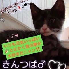 🎉9月17日(日)譲渡会🎉子猫祭り️‼️🐈🐈‍⬛🐈🎉すみれペット...