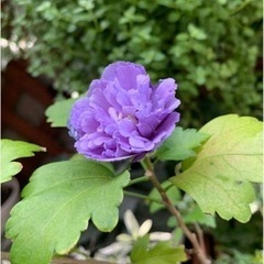 お譲りします♩.• 八重咲きムクゲ 紫玉 スリットプラ鉢植え 
