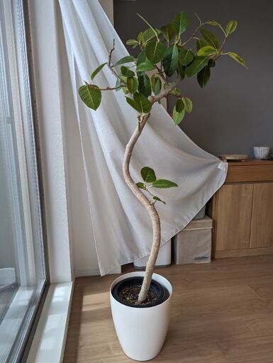 観葉植物　アルテシマ