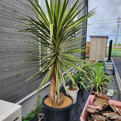 アロイフォリア　センジュラン