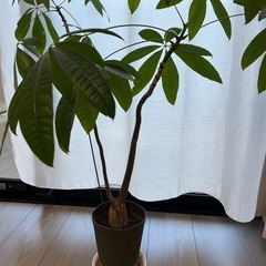 観葉植物　パキラ