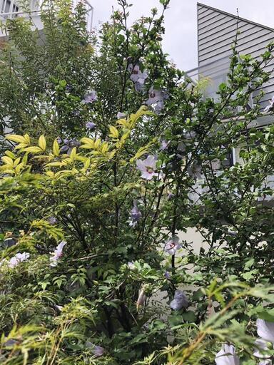 芙蓉　植木　再掲載