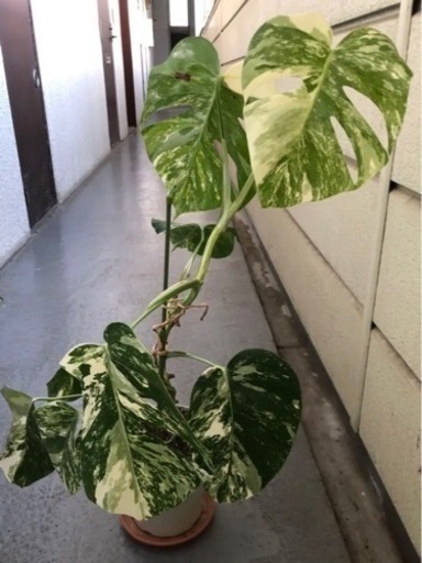斑入りモンステラ　観葉植物　5点　ホワイトタイガー　ボルシギアナ　ハーフムーン