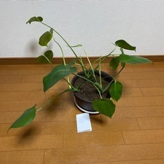 観葉植物　モンステラ④