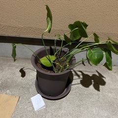 観葉植物　モンステラ⑥