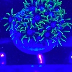 サンゴ　高発色　スターポリプ　フラグ(写真現物)