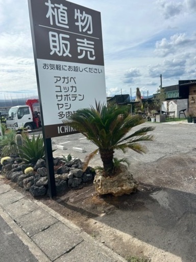 石抱き金環ソテツ黄金蘇轍