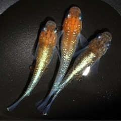 改良メダカ【稚魚】オーロラ黄ラメ体外光 約20匹