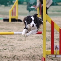 ドッグスポーツアジリティを愛犬と始めてみませんか？！