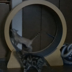 アルテッツァナックルJZX SXE GXE チェイサー谷口