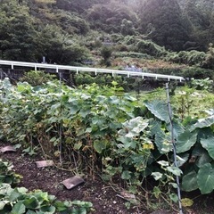 新鮮野菜などと物物交換しませんか？　いきつけの田舎が欲しい方！