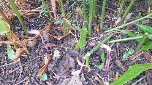 【植物学者御用達】《珍しい❗❗❗》ナンバンギセル  ナンバンギセル属  ◑欲しい人
