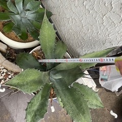 特大 アガベ フェロックス