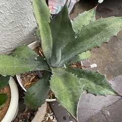 特大 アガベ フェロックス