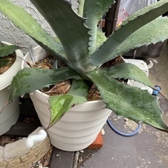 アガベ デァアブロ　本物 大人気のビザールプランツ（珍奇植物）、アガベ・チタノタを楽しむため