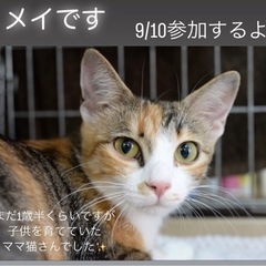 美人三毛猫ちゃん！