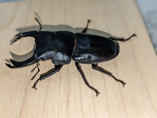 （取引中）【能勢YG】新成虫オオクワガタ♂84.2mm＋♀52～56mm3頭の4頭セット