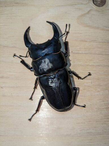 【能勢YG】新成虫オオクワガタ♂84.5mm＋♀52～56mm3頭の4頭セット