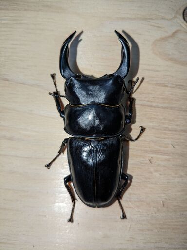 【値下げ・能勢YG】（取引中）新成虫オオクワガタ♂84.7mm＋♀52～56mm3頭の4頭セット