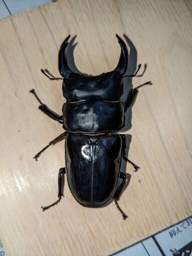 【能勢YG】新成虫オオクワガタ♂82.4mm＋♀52～56mm2頭の3頭セット