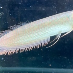 受付終了‼引渡先決定アクリル水槽1800＋シルバーアロワナ＋他水槽用品