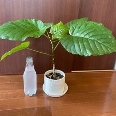 【観葉植物】フィカス・ウンベラータ 39cm 