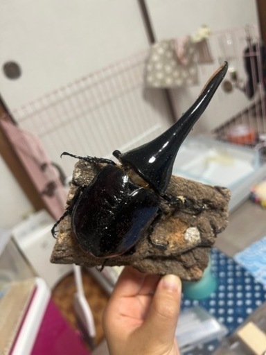 ヘラクレスオオカブト 成虫 ペア 譲ります 再募集