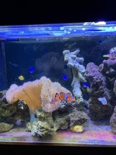 お値下げ海水魚ハタゴイソギンチャクのみ（約28〜30センチ）