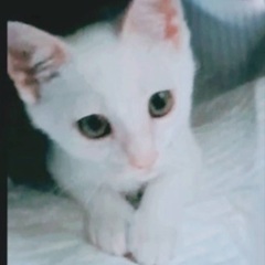 🔴真っ白な美猫ちゃん🔴(後肢麻痺あり..でも元気に成長中！)