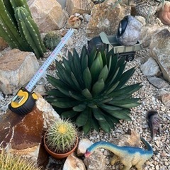 アガべ　ブルーグロー　熊本　ロックガーデン