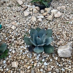 パリートランカータ　アガベ　熊本　ロックガーデン　1