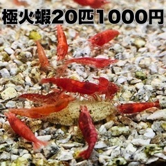 8 極火蝦　20匹1000円♪　レッドファイアーシュリンプ　レッ...