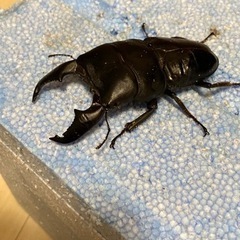 極太系スマトラオオヒラタ　成虫ペア 極太系スマトラオオヒラタ 成虫ペア