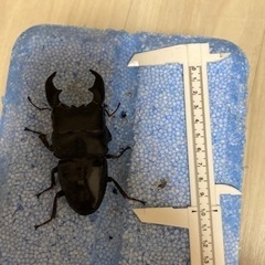 極太系スマトラオオヒラタ　成虫ペア